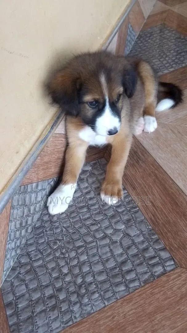 1-3 months Female Purebred Dog
