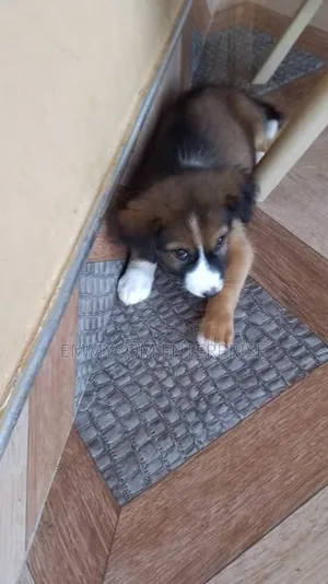 1-3 months Female Purebred Dog