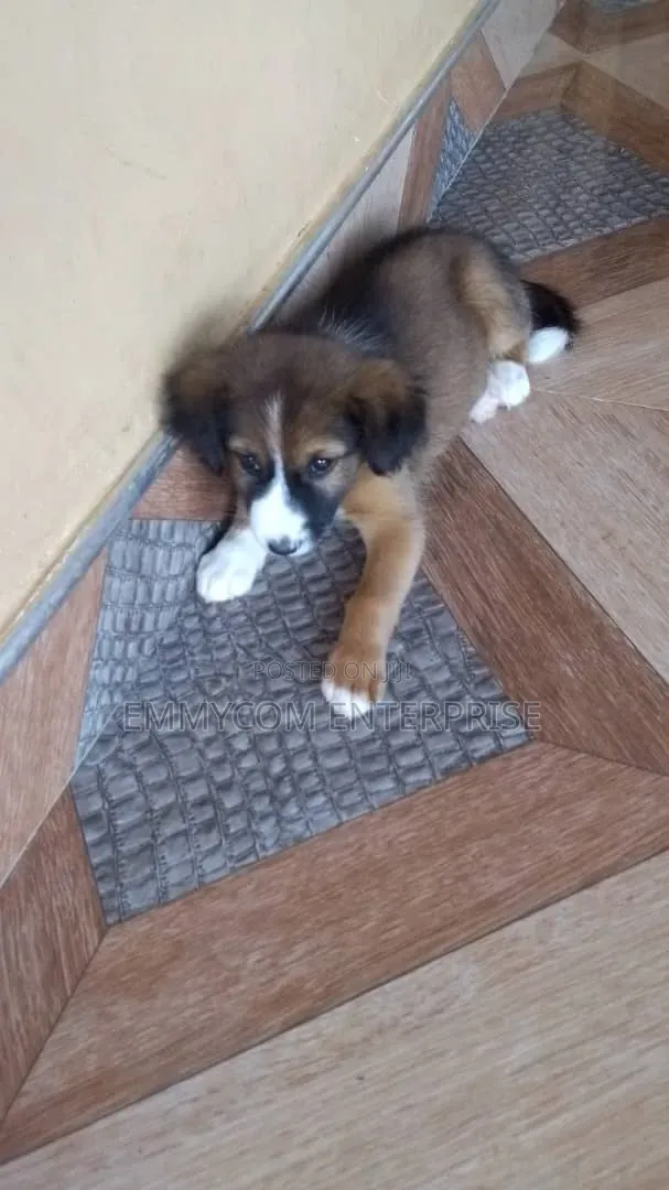 1-3 months Female Purebred Dog