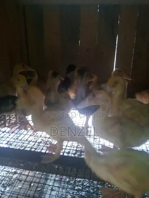 Pekin Duck
