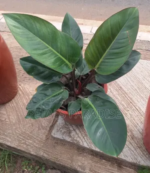 Red Beauty for Sale