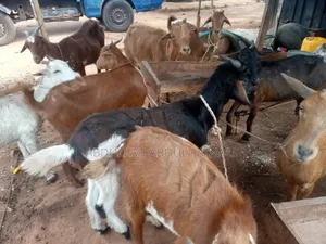 Goat Is Available Selling