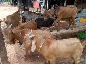 Goat Is Available Selling