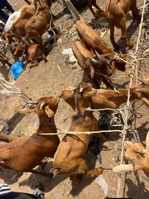 Goat Is Available Selling