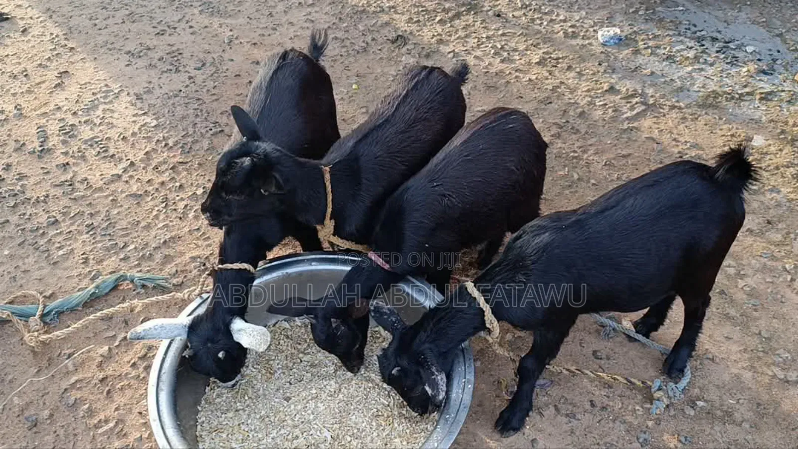 Goat Is Available Selling