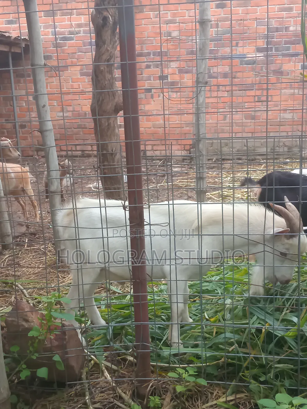 Male Goat for Sale