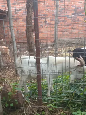 Male Goat for Sale