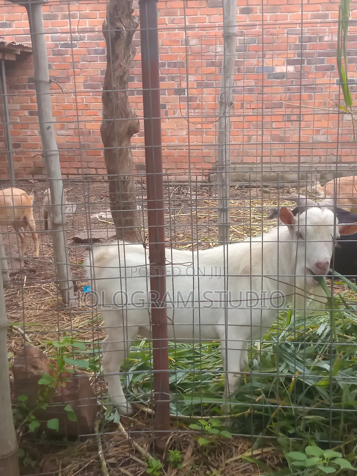 Male Goat for Sale