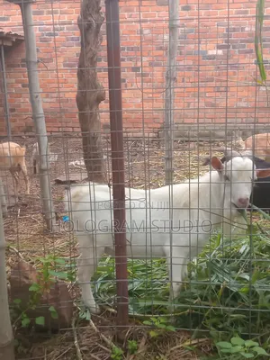 Male Goat for Sale