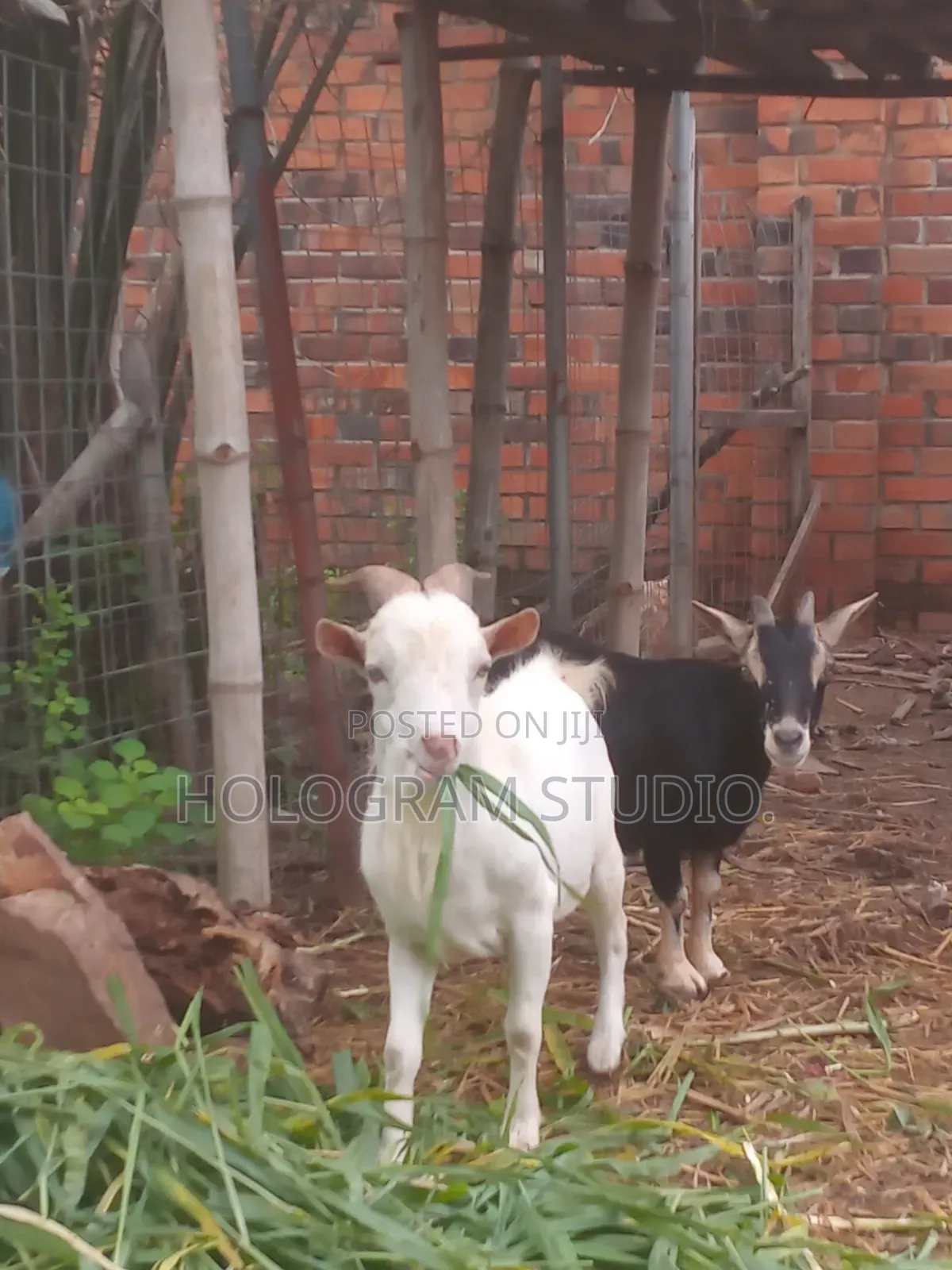 Male Goat for Sale