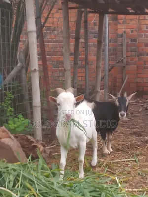 Male Goat for Sale
