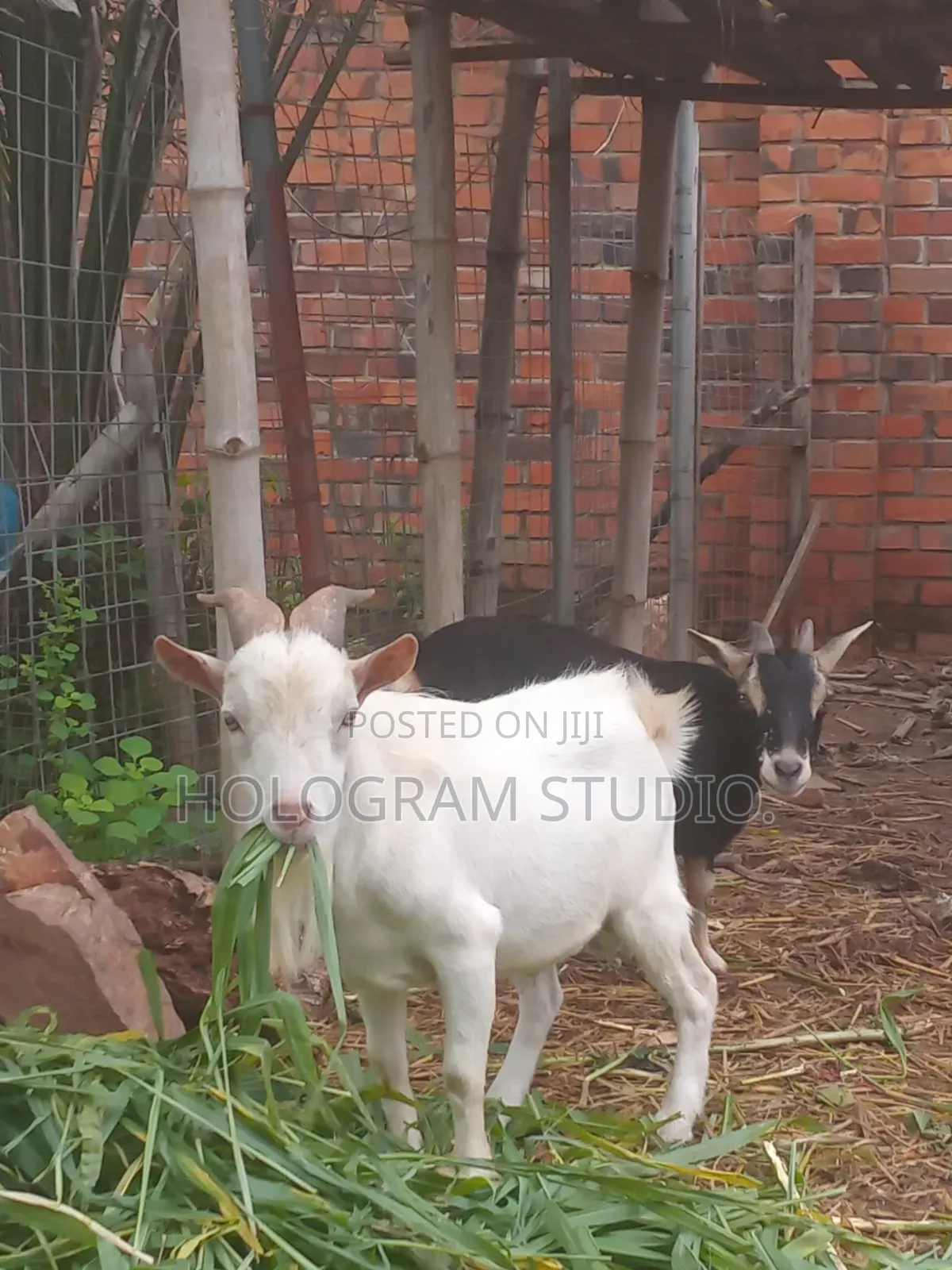 Male Goat for Sale