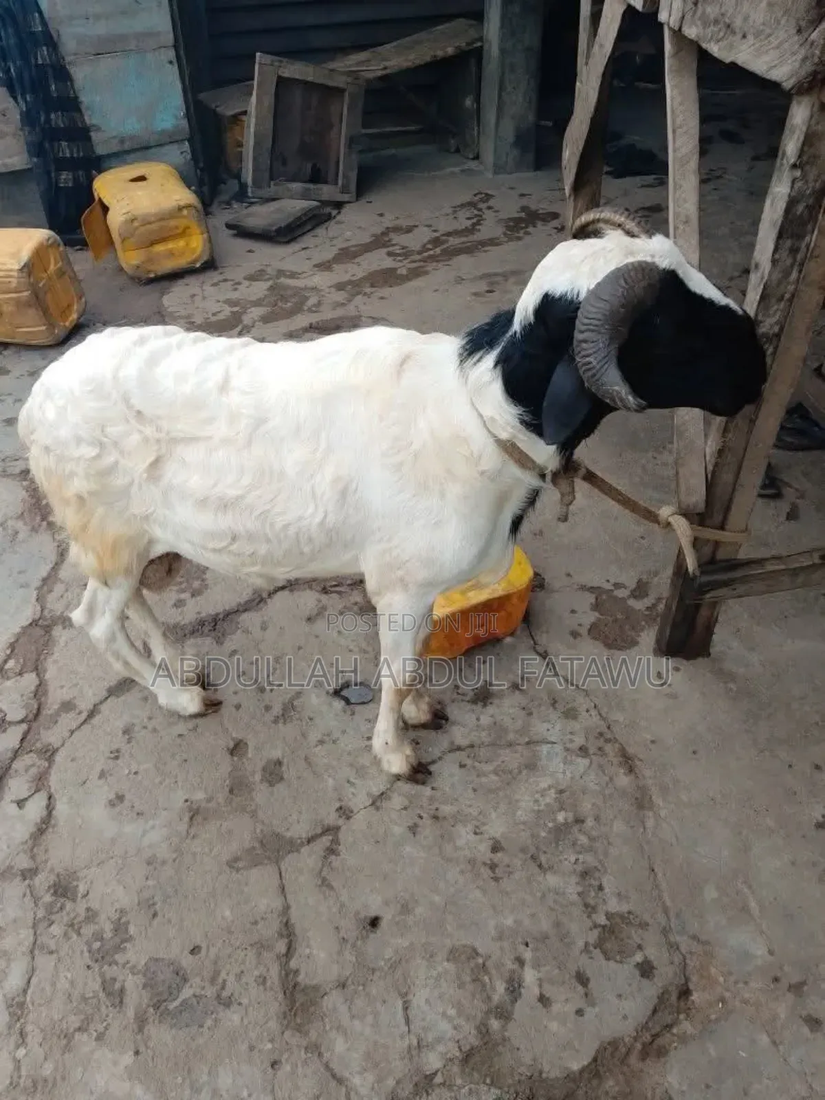 Sheep Is Selling Cool Price