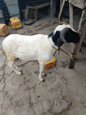 Sheep Is Selling Cool Price
