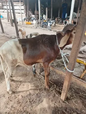 Sheep Is Selling Cool Price