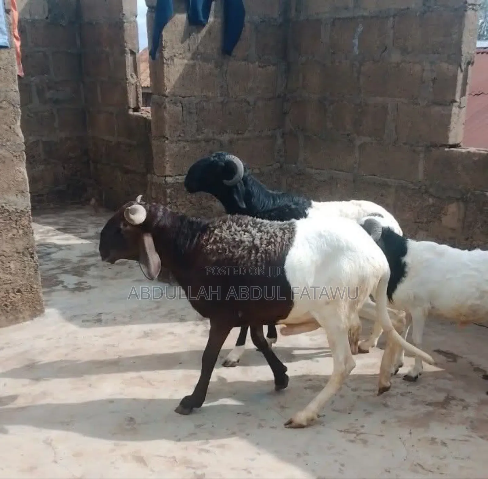 Sheep Is Selling Cool Price
