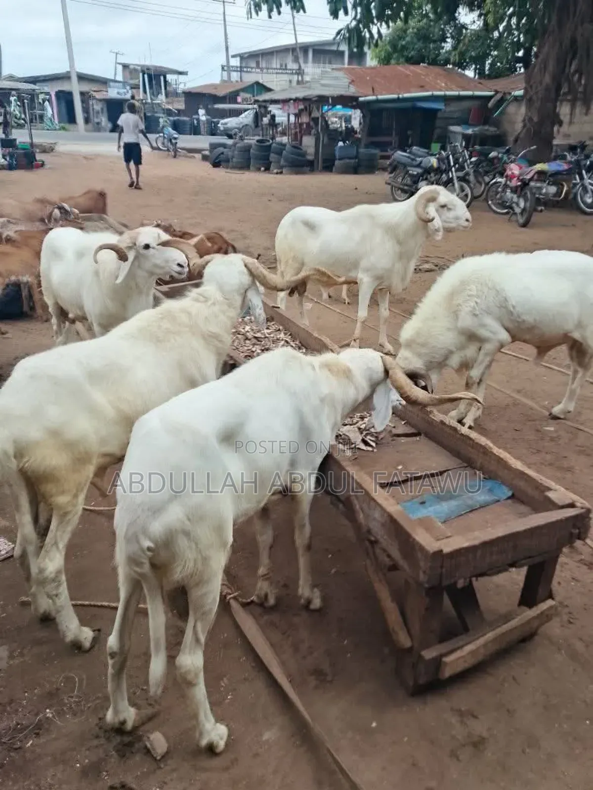 Sheep Is Selling Cool Price