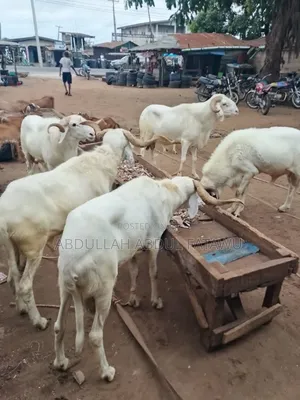 Sheep Is Selling Cool Price