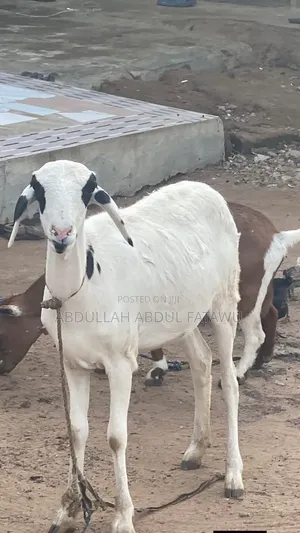 Sheep Is Selling Cool Price