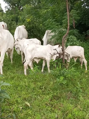 Cattle Seller Is Available