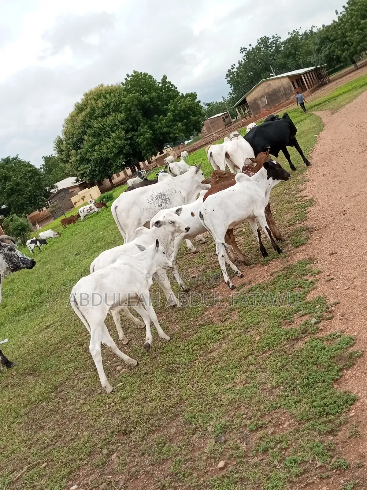 Cattle Seller Is Available