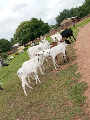 Cattle Seller Is Available