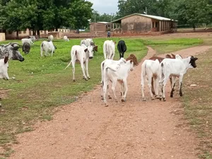 Cattle Seller Is Available
