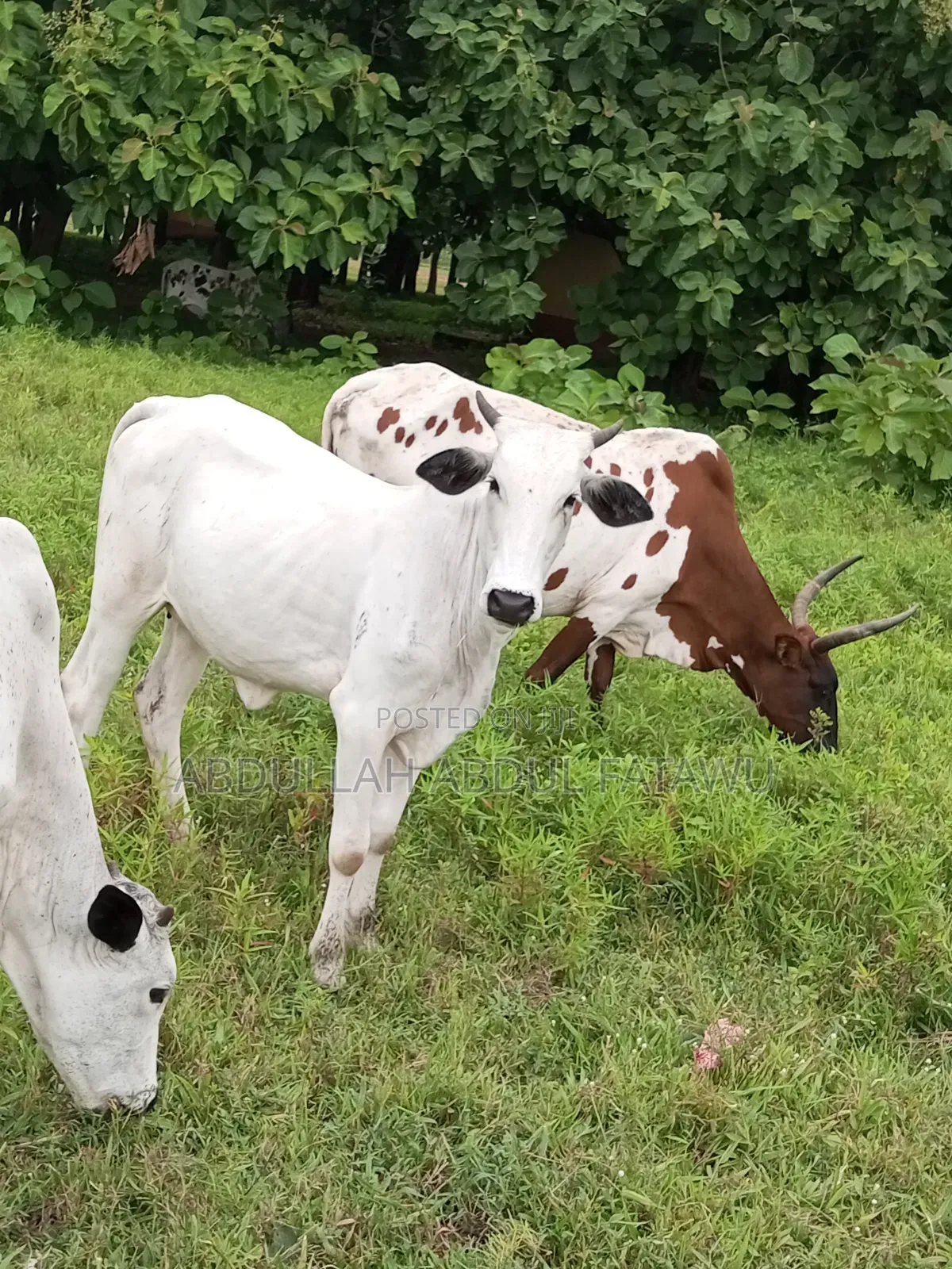Cattle Seller Is Available