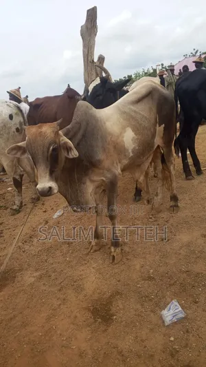 Going for Cool Price Cow