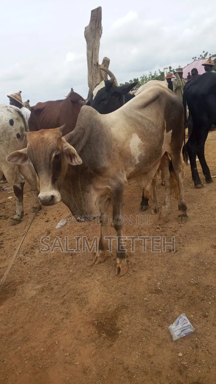 Going for Cool Price Cow