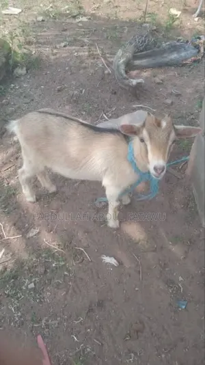 Goat Is Available Selling