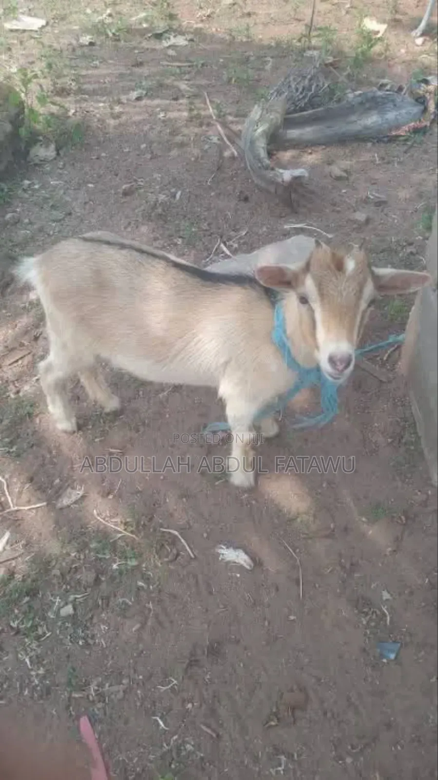 Goat Is Available Selling