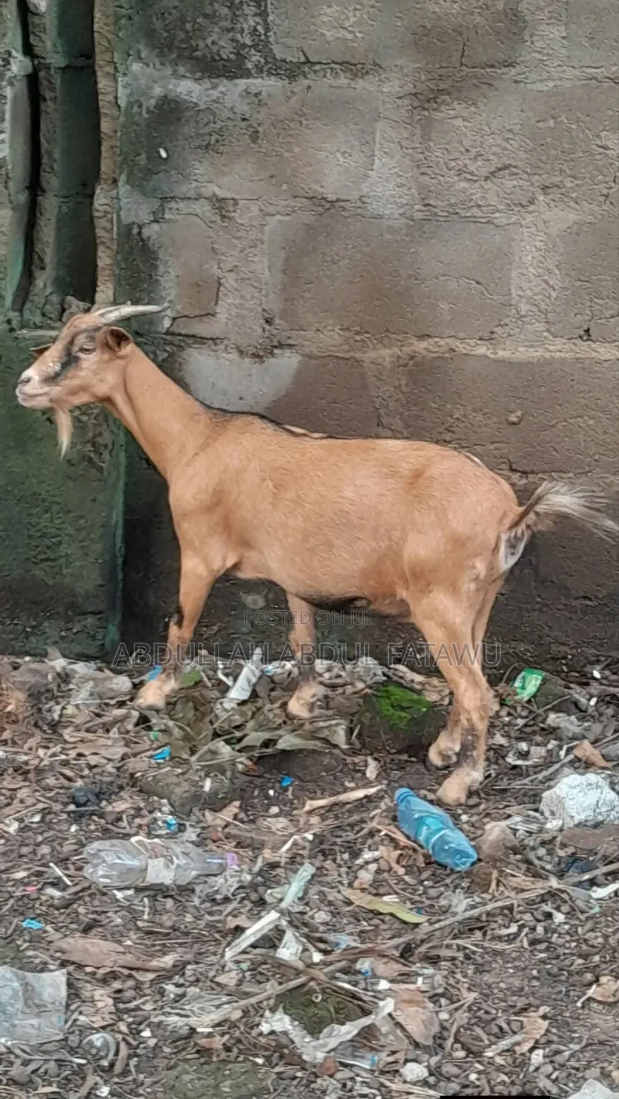 Goat Is Available Selling