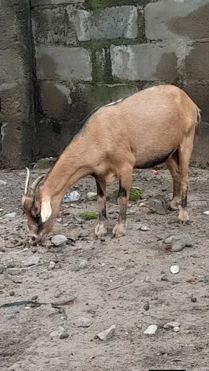 Goat Is Available Selling