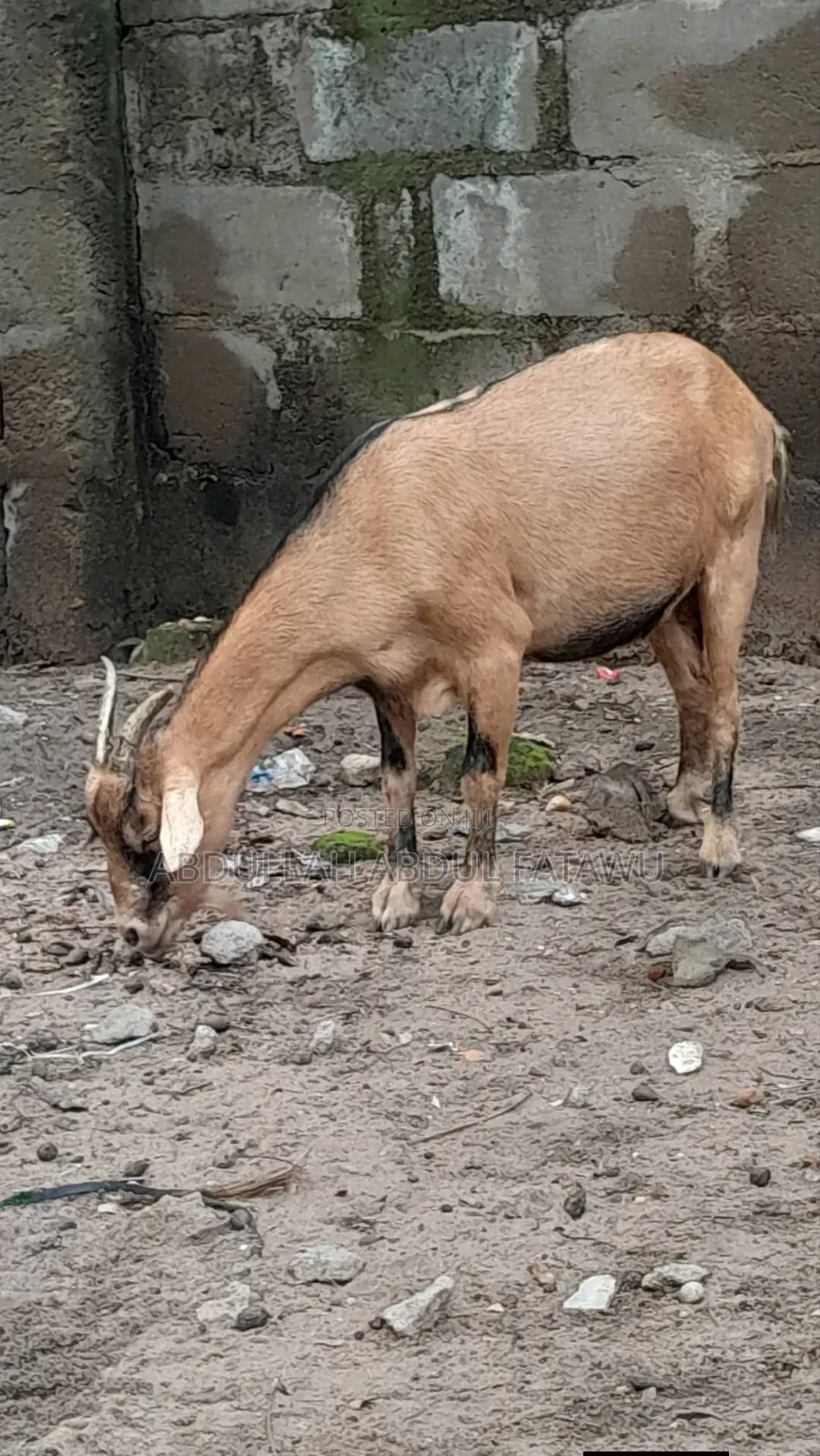 Goat Is Available Selling