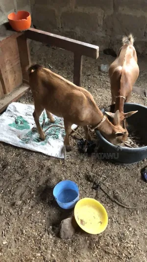 Goat Is Available Selling