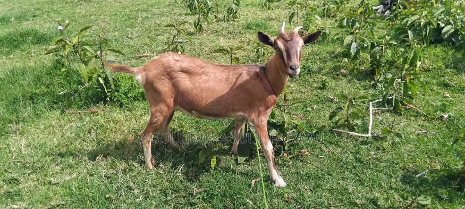 Goat Is Available Selling