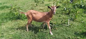 Goat Is Available Selling
