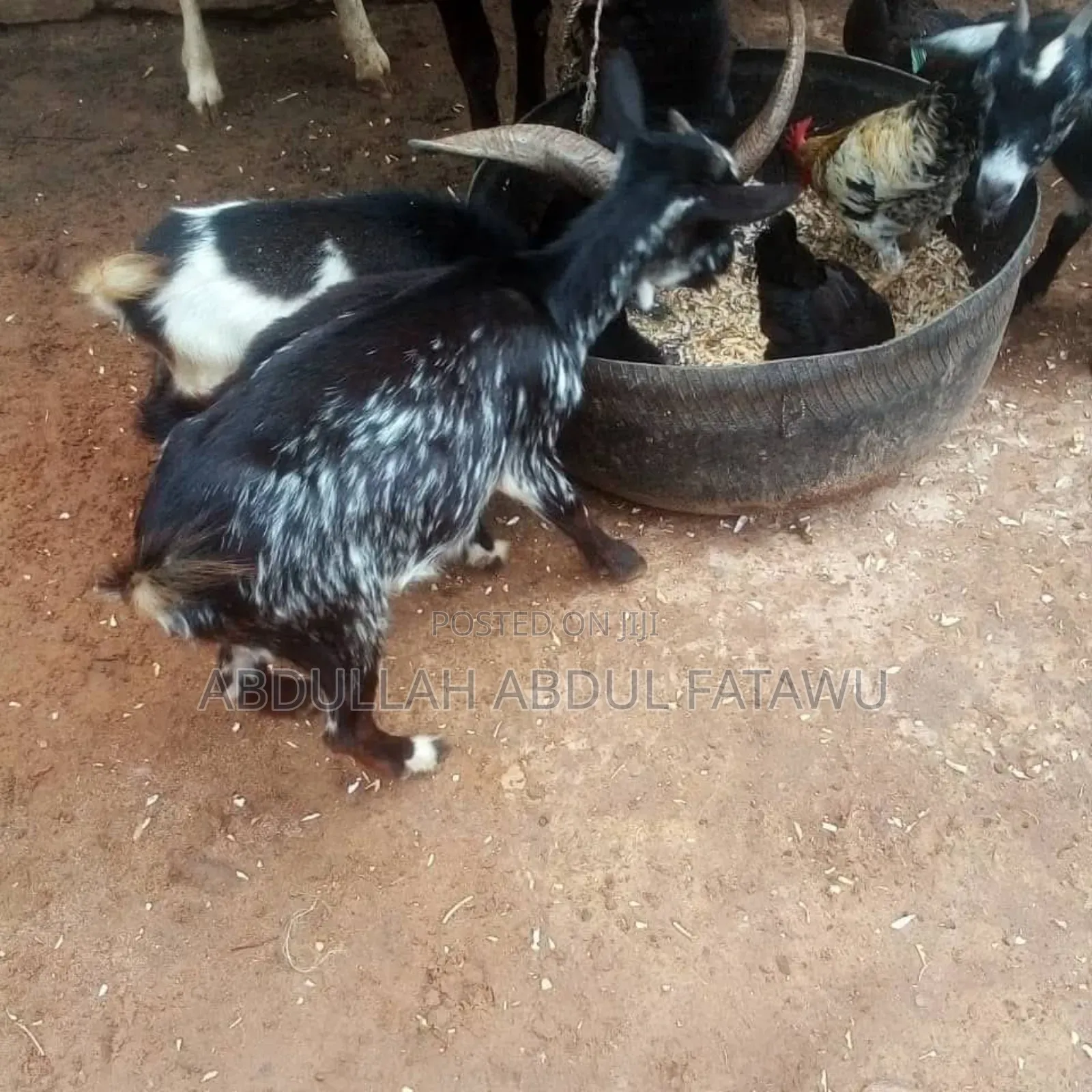 Goat Is Available Selling