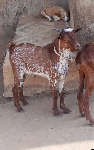 Goat Is Available Selling