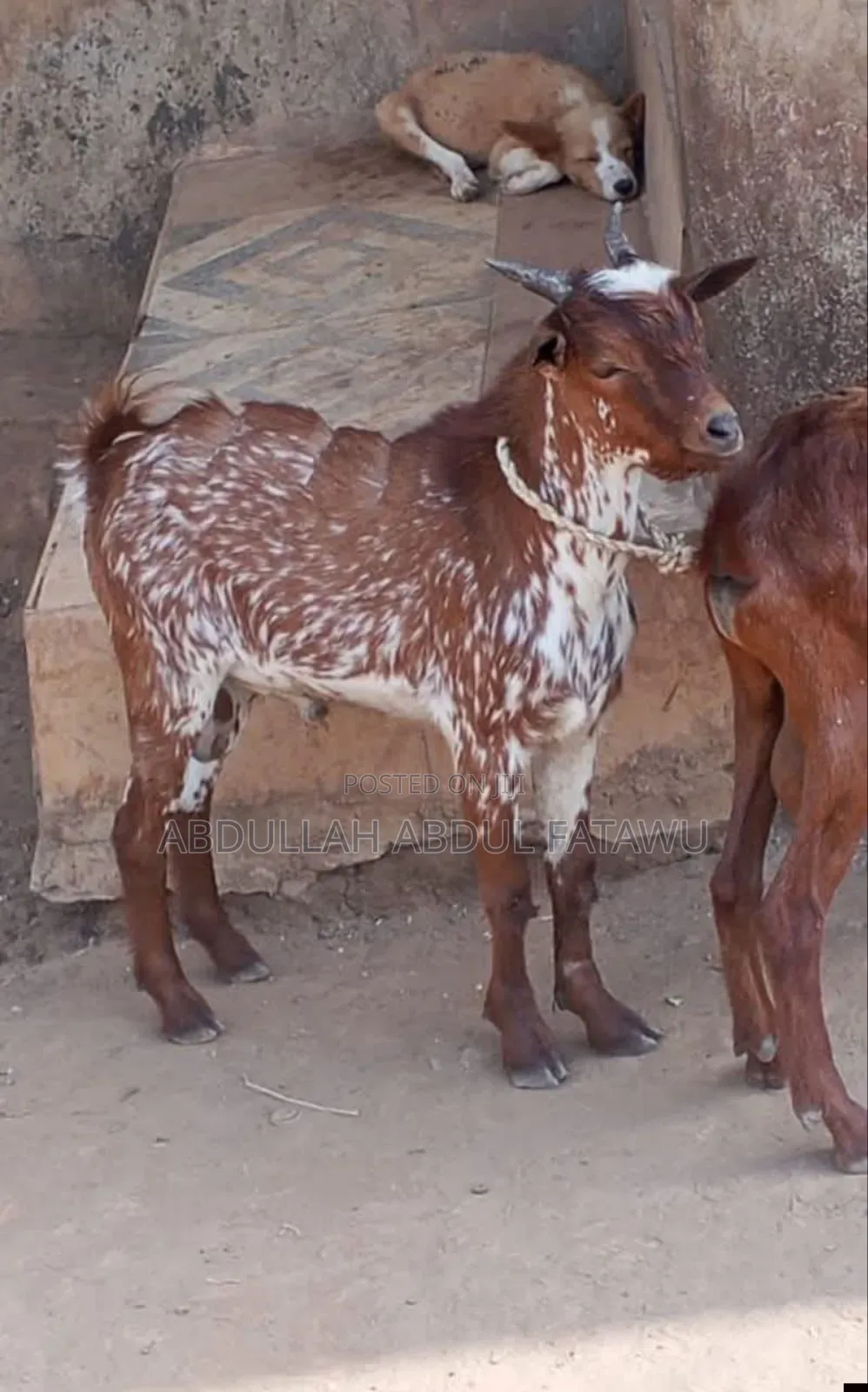 Goat Is Available Selling