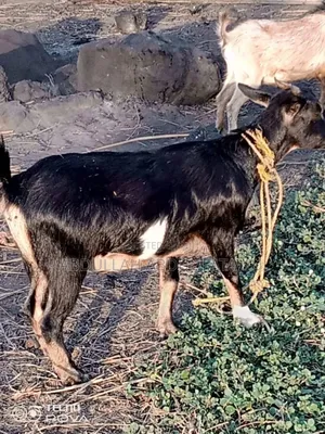 Goat Is Available Selling