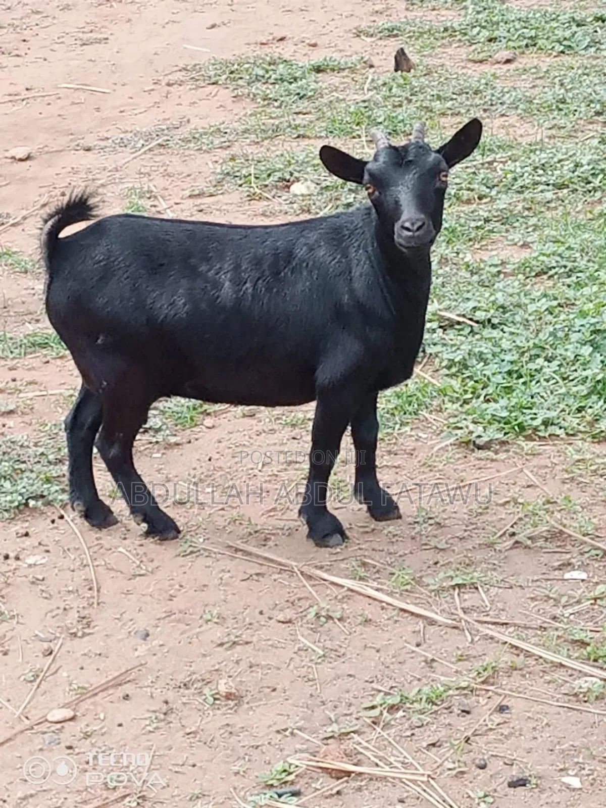 Goat Is Available Selling