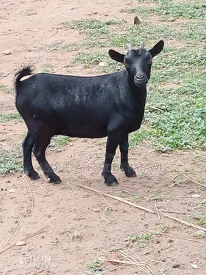 Goat Is Available Selling