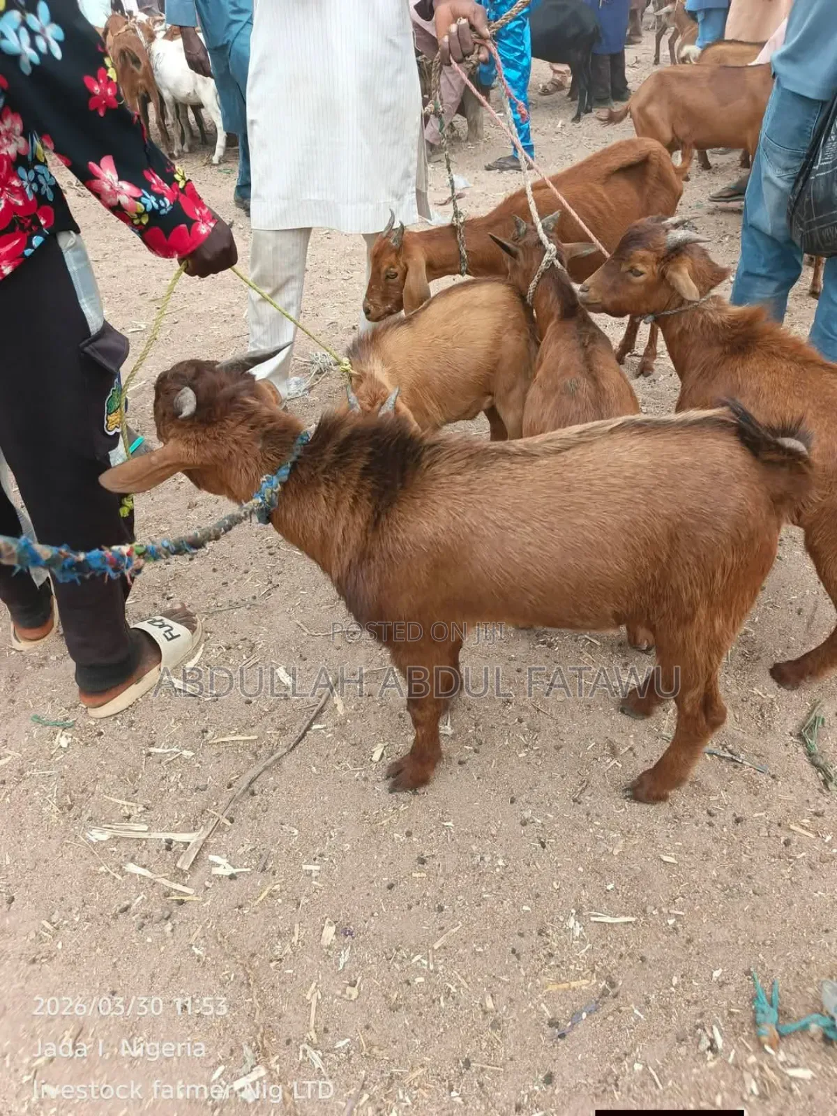 Goat Is Available Selling