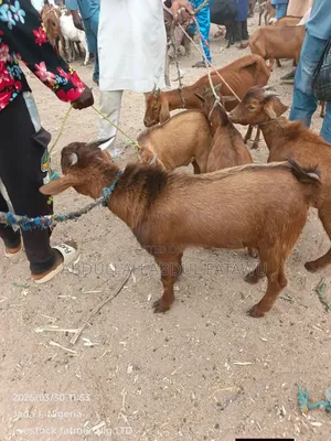 Goat Is Available Selling