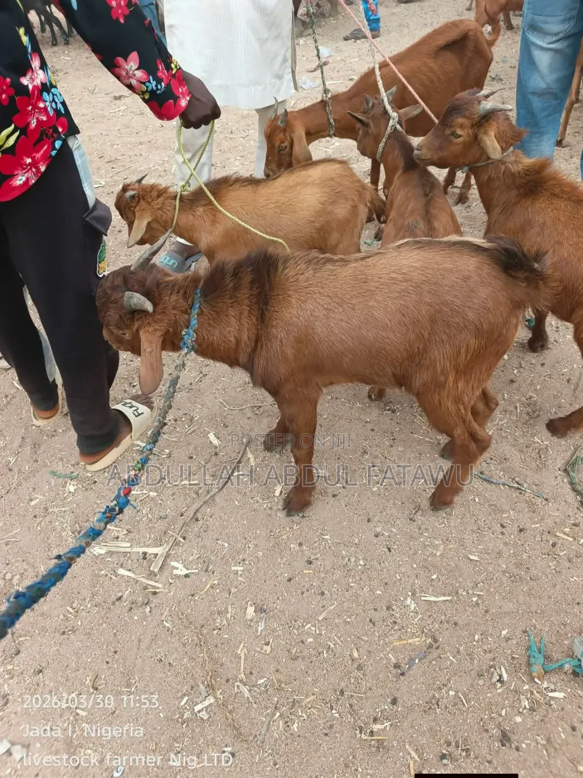 Goat Is Available Selling