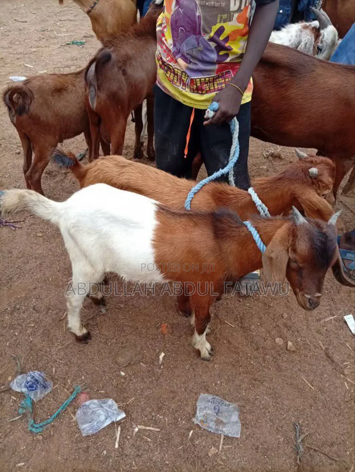 Goat Is Available Selling