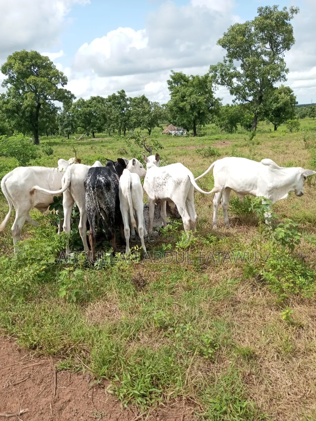 Cattle Seller Must Be Good