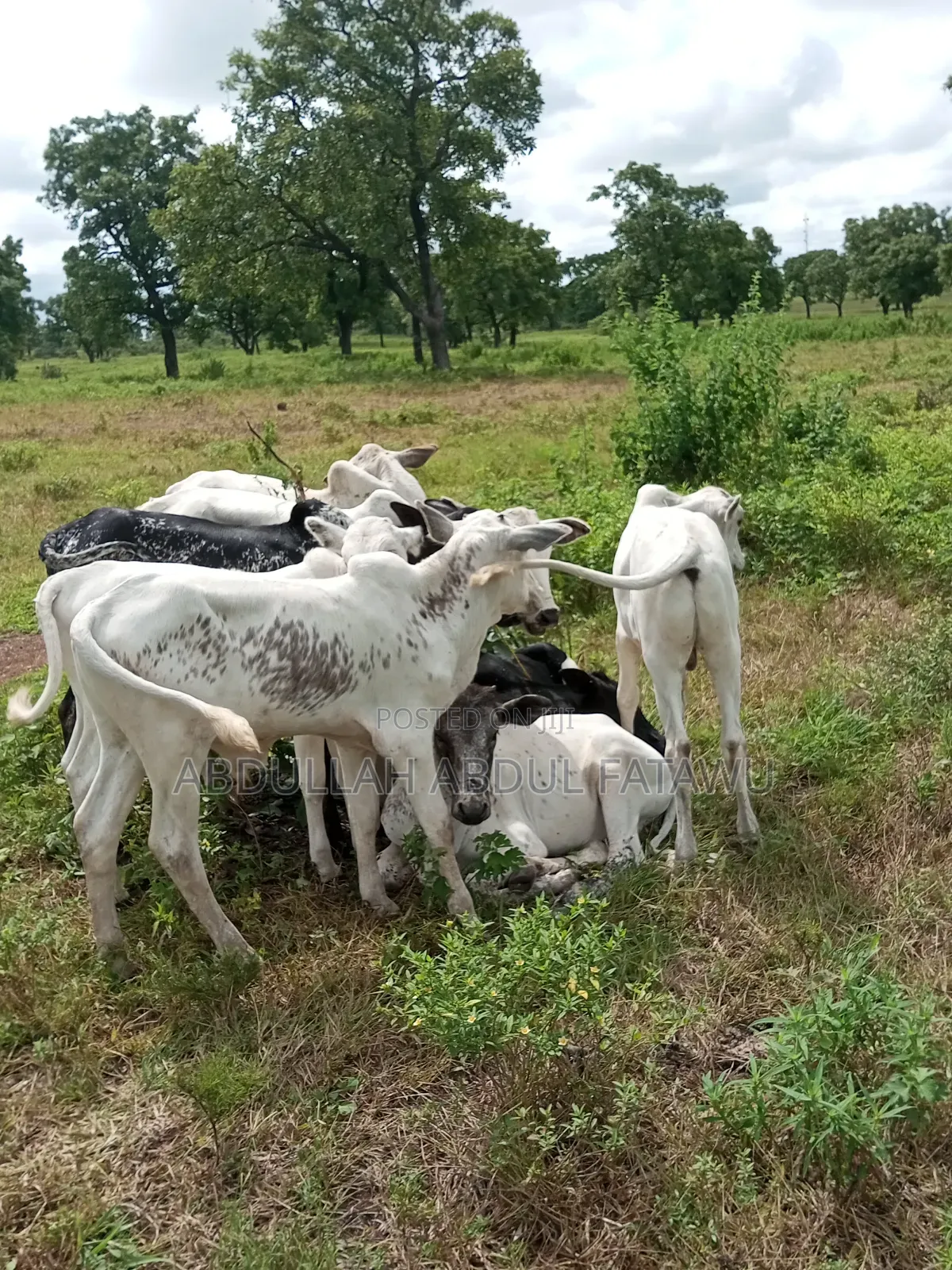 Cattle Seller Must Be Good